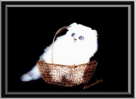 Le Village Rob Roy Island, Silver Chinchilla Persian boy @t 2 months old - NOT FOR SALE